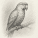 parrot